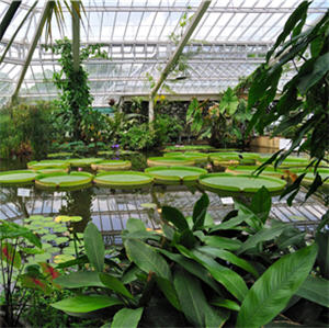 Botanique
