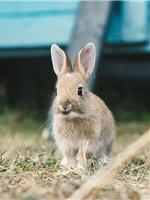 Lapin 01