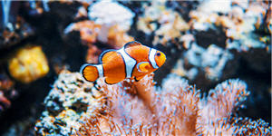 clownfish