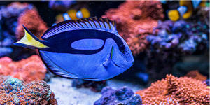 blue tang