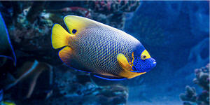 Queen Angelfish