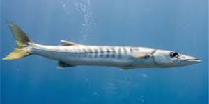 Barracudas