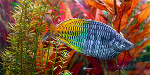 Rainbowfish