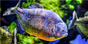 Piranha