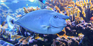 Unicornfish