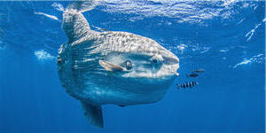Ocean Sunfish