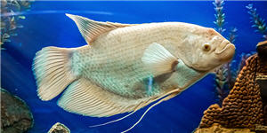giant gourami