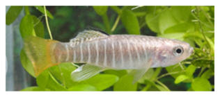 Aphanius fasciatus