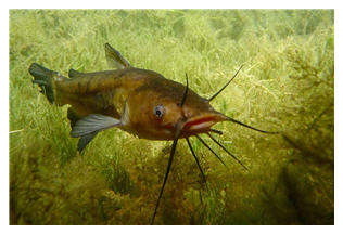 Poisson chat